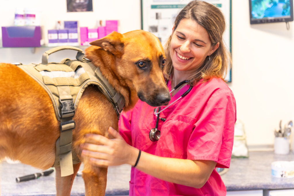 Veterinary services address tracing